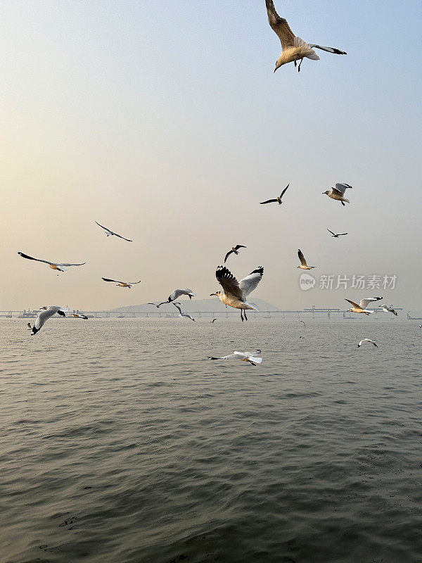 一群细嘴鸥(chicocephalus genei)在蓝天中飞越印度洋上空的海浪的特写图像，聚焦于前景